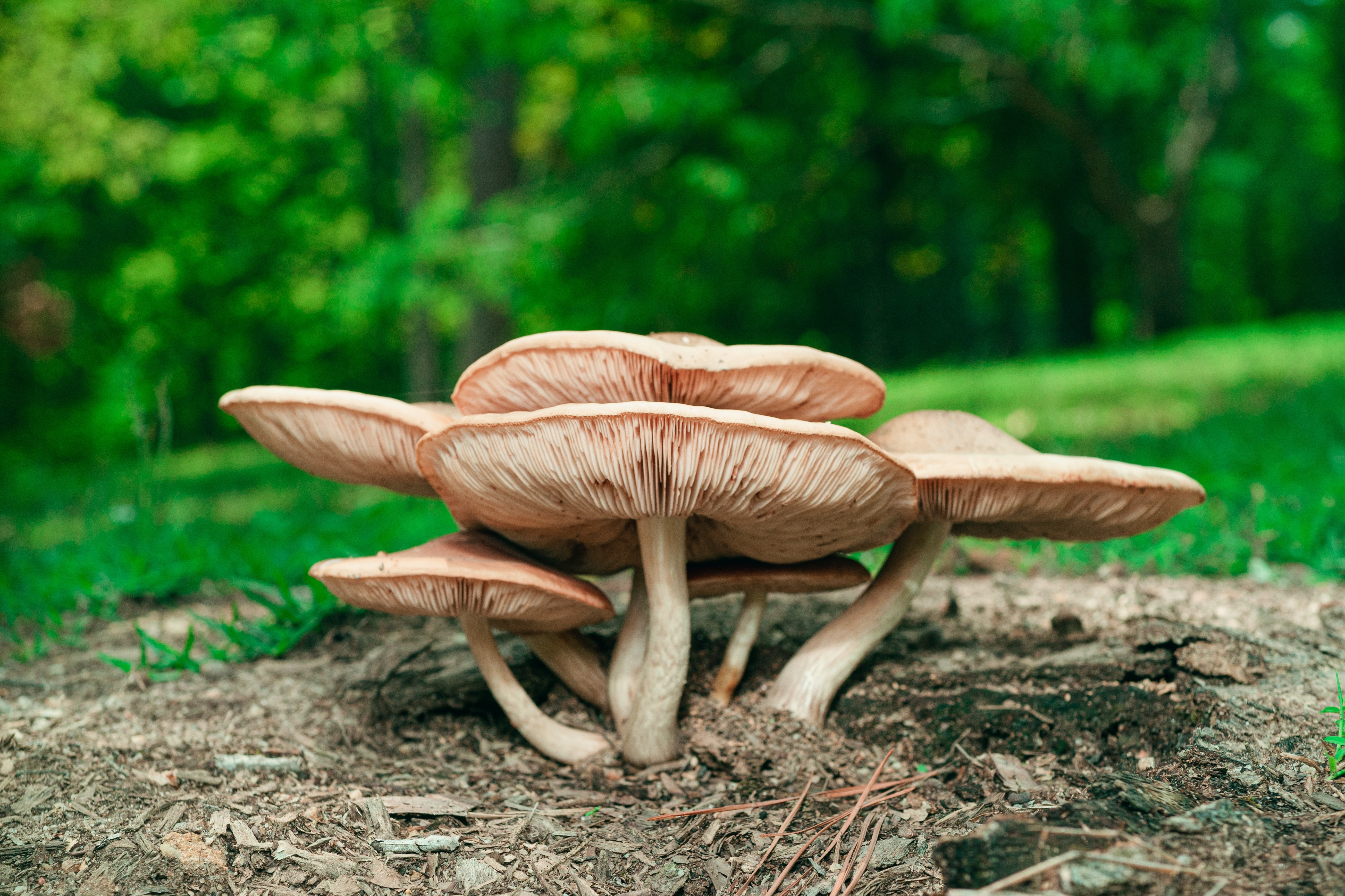 Mushroom Supplements for Stress and Anxiety